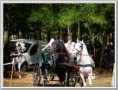 /album/fenykepgaleria/a21355609-2e12cea9404228a153c19a38431a7032-l-jpg1/